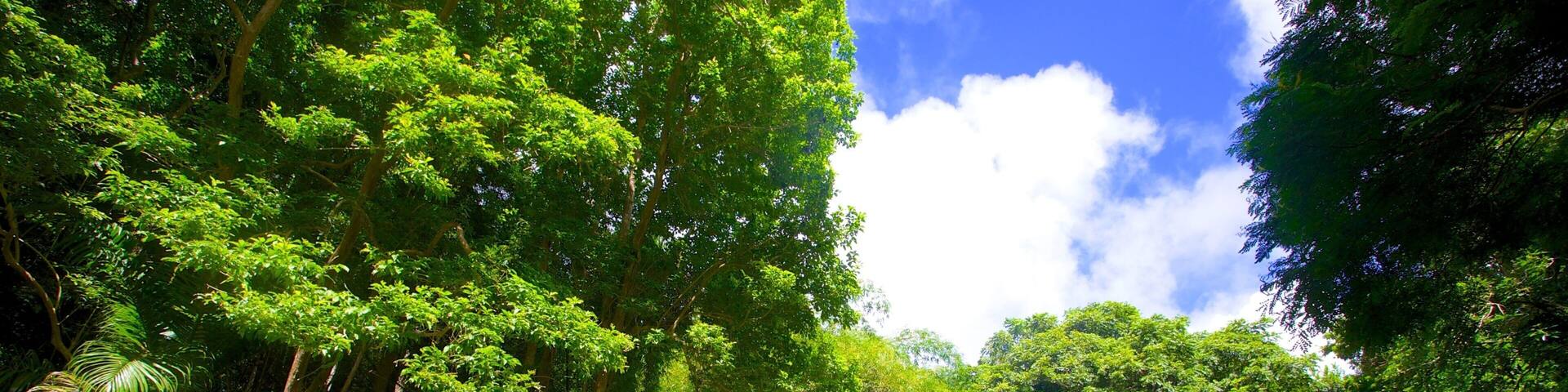 Welchman Hall Gully showing rainforest
