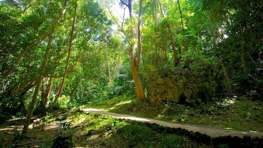 A forested area with a dirt path.