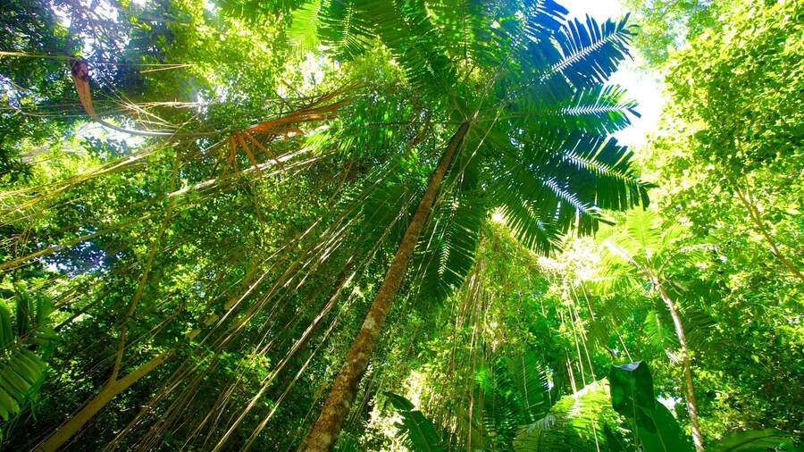 Ravine de Welchman Hall mettant en vedette forĂȘts et forĂȘt tropicale