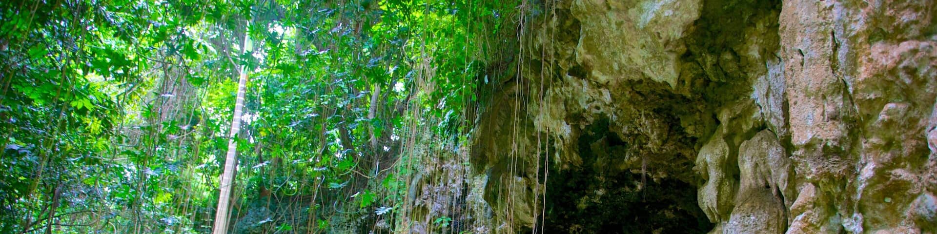 Welchman Hall Gully which includes rainforest