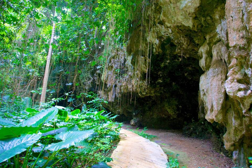 A forested cave entrance with a dirt path leading in.