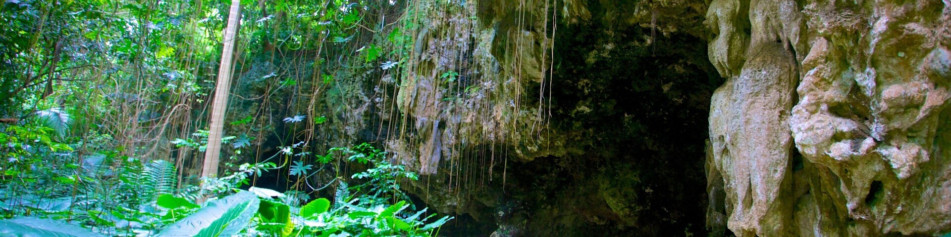 Welchman Hall Gully which includes rainforest