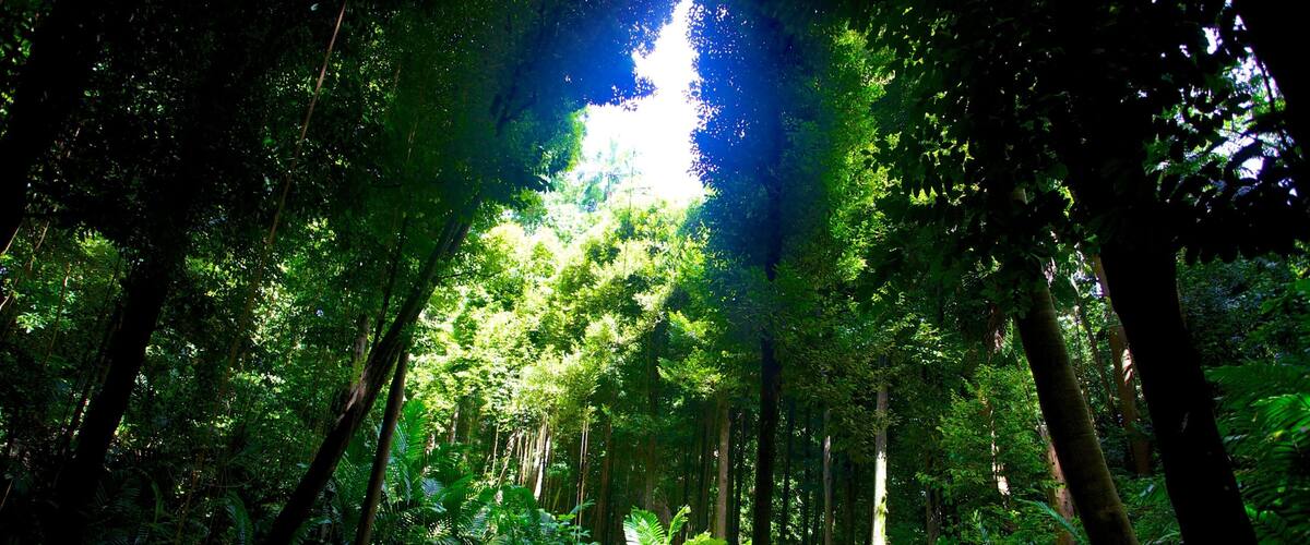 A forest with a narrow path, dense green foliage, and sunlight filtering through the trees.