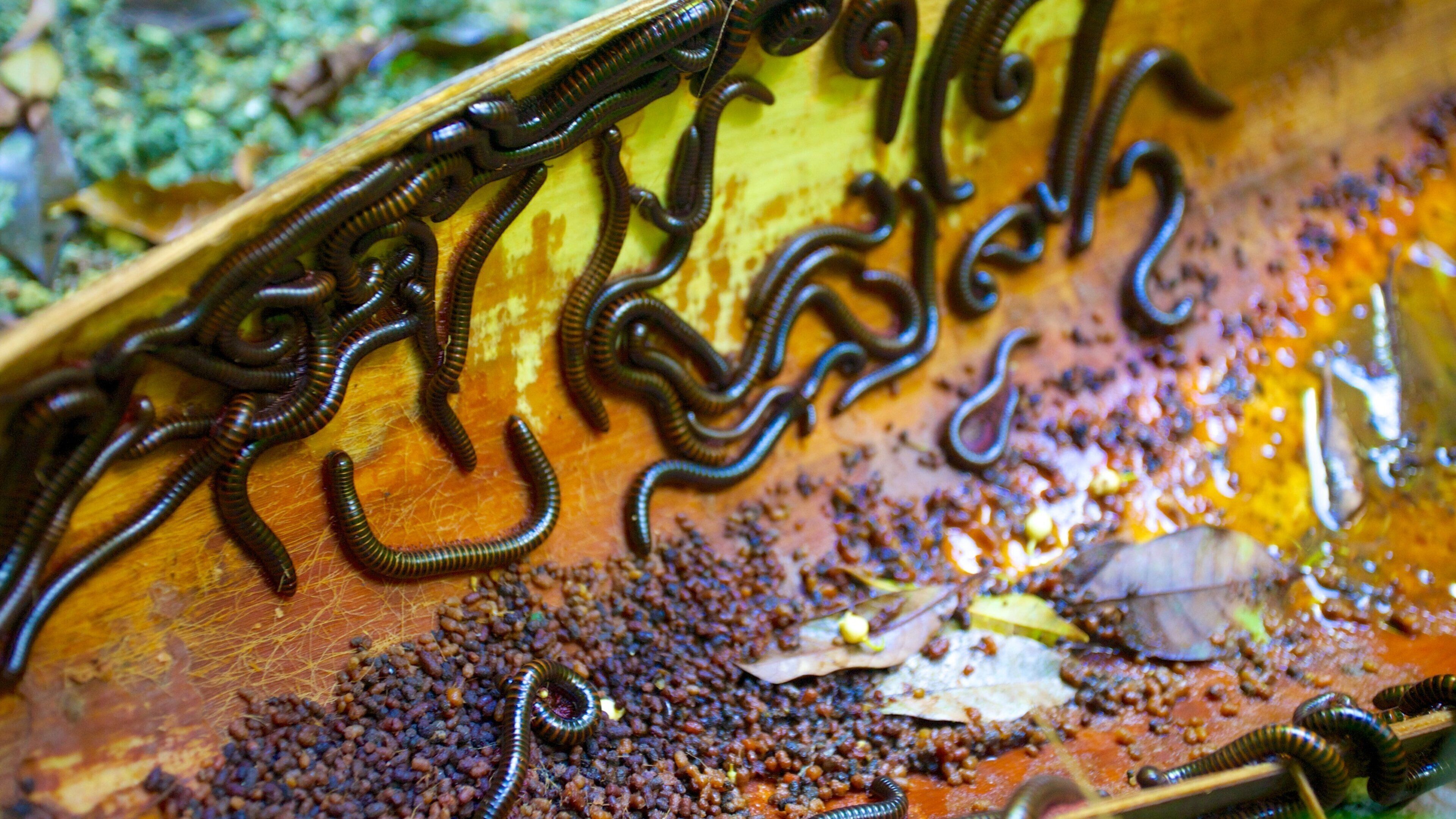 Ravine de Welchman Hall