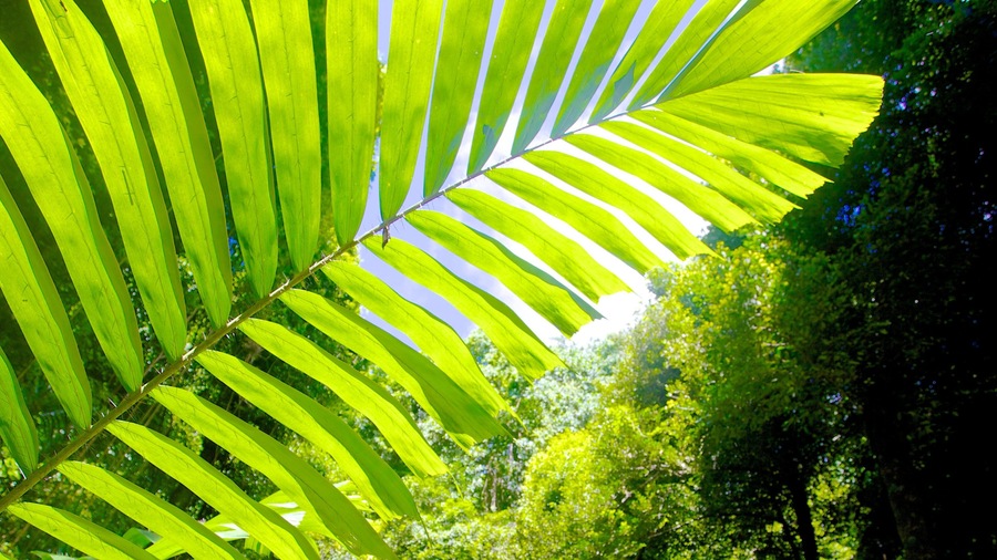 Welchman Hall Gully which includes tropical scenes, rainforest and forests