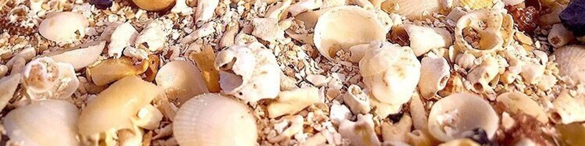 The only reason I knew there was a beach was because google map said so. The sand had an unique pink hue at this hidden beach. #LifeAtExpedia #pinkSand #shells