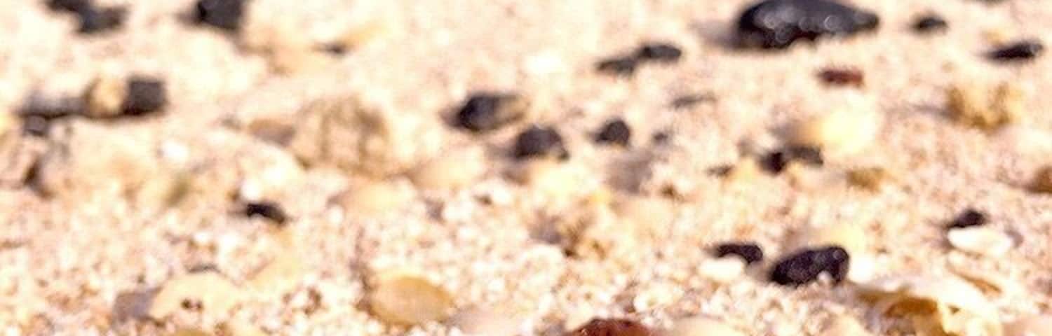 The only reason I knew there was a beach was because google map said so. The sand had an unique pink hue at this hidden beach. #LifeAtExpedia #pinkSand #shells