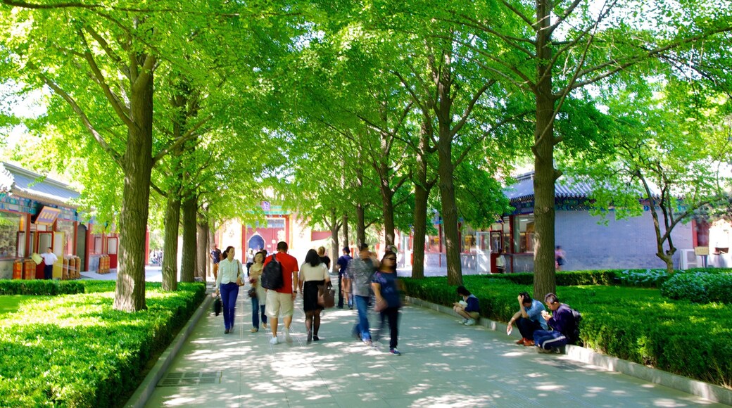 Lamatemplet presenterar en park såväl som en stor grupp av människor