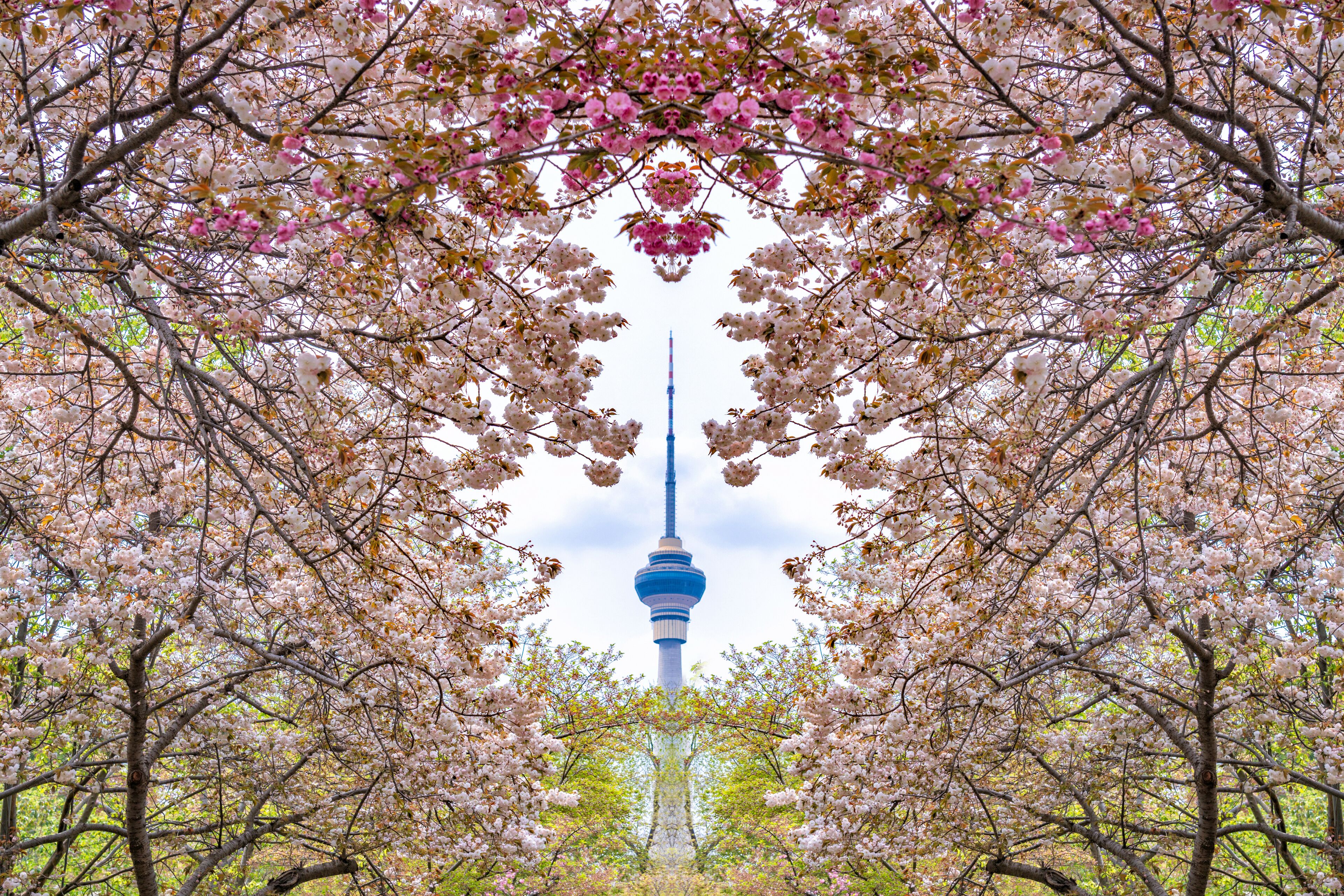 Cherry blossoms in Yuyuantan Park, Beijing, China. Overlooking the CCTV Tower from the cherry blossom garden
