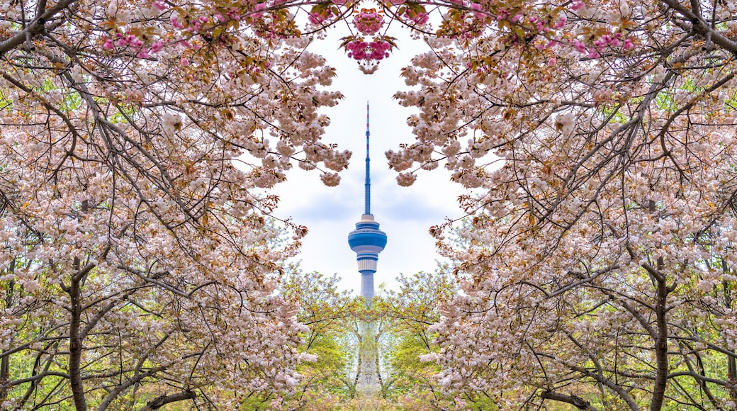 Cherry blossoms in Yuyuantan Park, Beijing, China. Overlooking the CCTV Tower from the cherry blossom garden