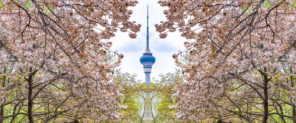 Cherry blossoms in Yuyuantan Park, Beijing, China. Overlooking the CCTV Tower from the cherry blossom garden