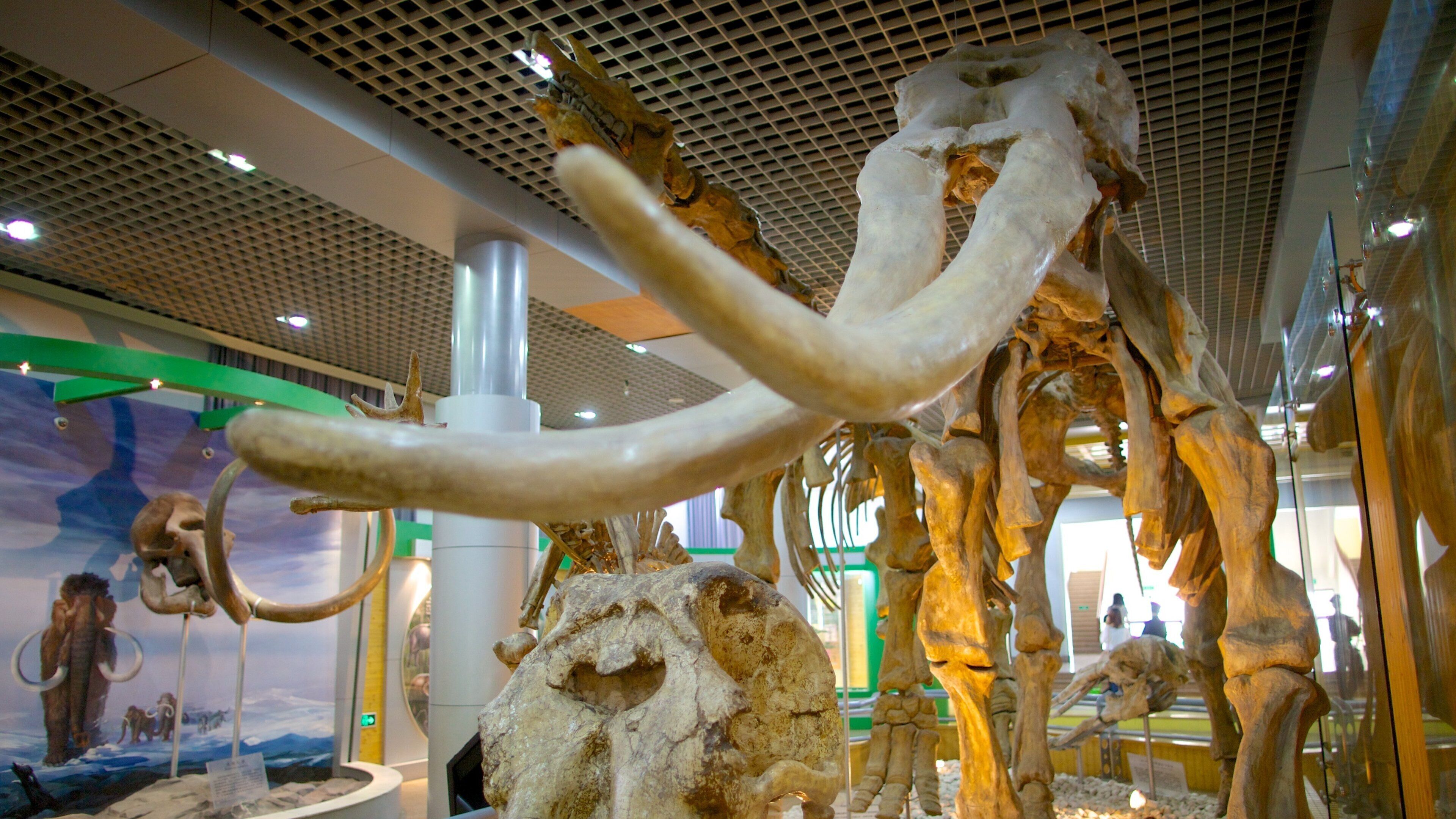 พิพิธภัณฑ์ประวัติศาสตร์ธรรมชาติ ซึ่งรวมถึง การตกแต่งภายใน