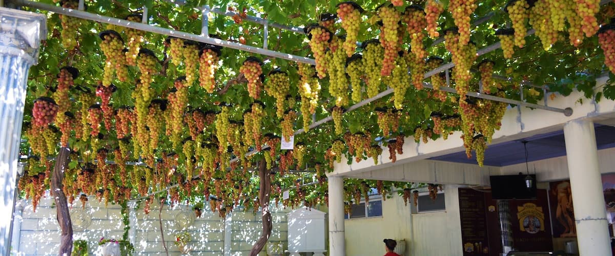 Grape restaurant at Aphrodite Waterpark