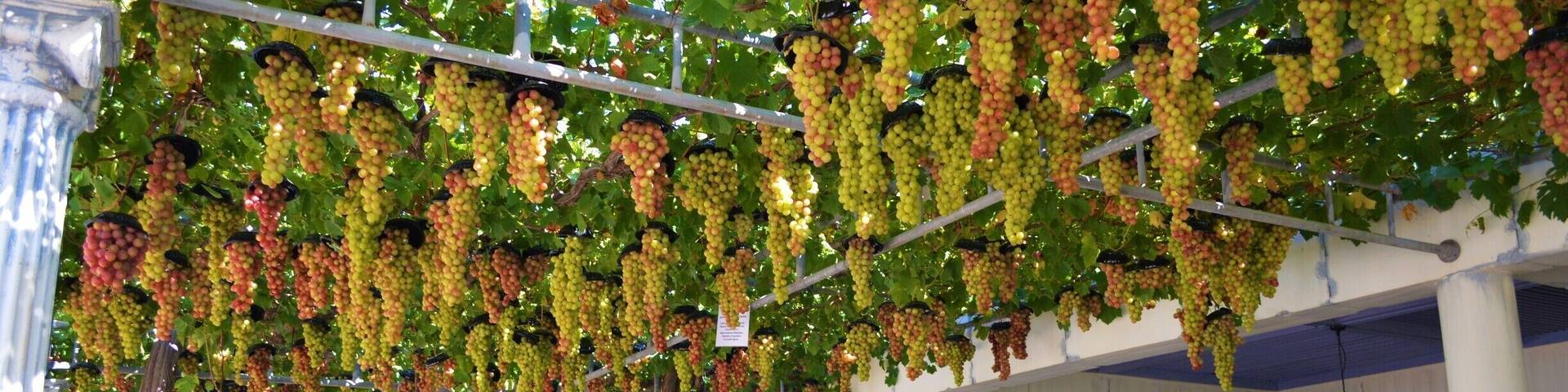 Grape restaurant at Aphrodite Waterpark