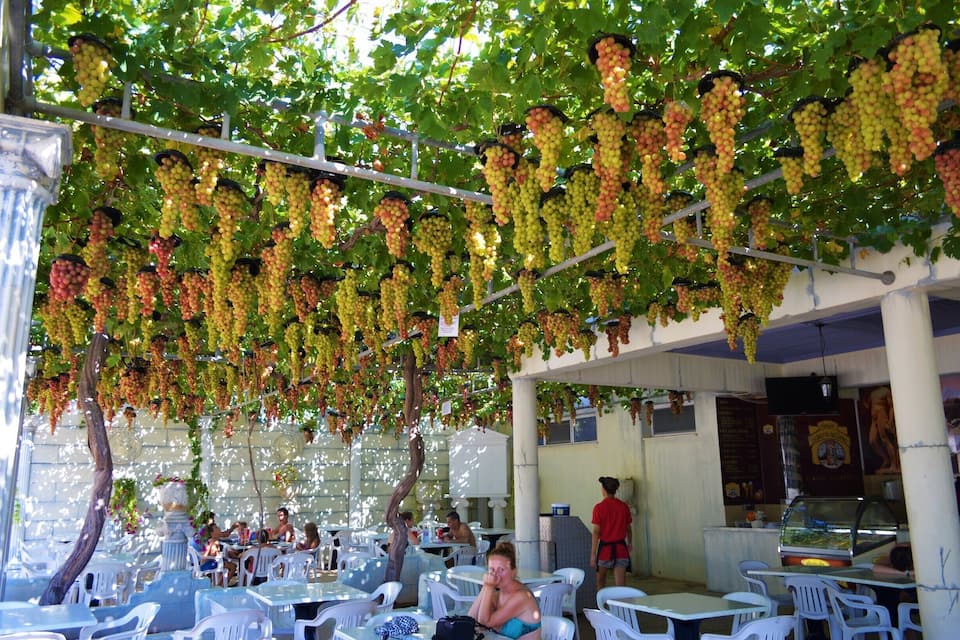 A vineyard with hanging grape clusters and outdoor seating.