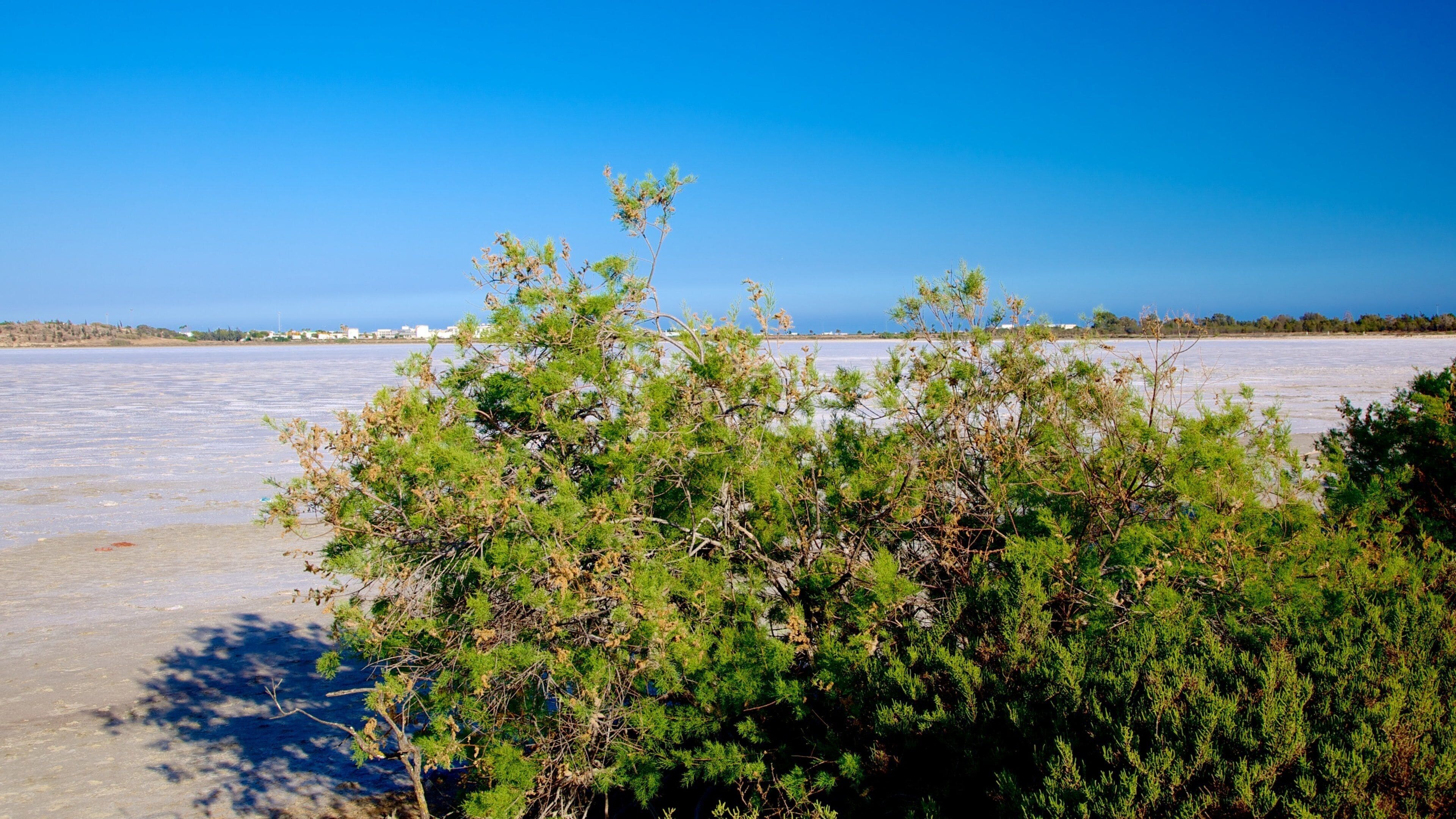 Larnaca Salt Lake which includes a beach