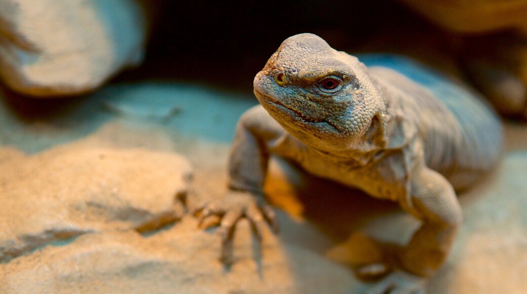 Museo di storia naturale di Creta