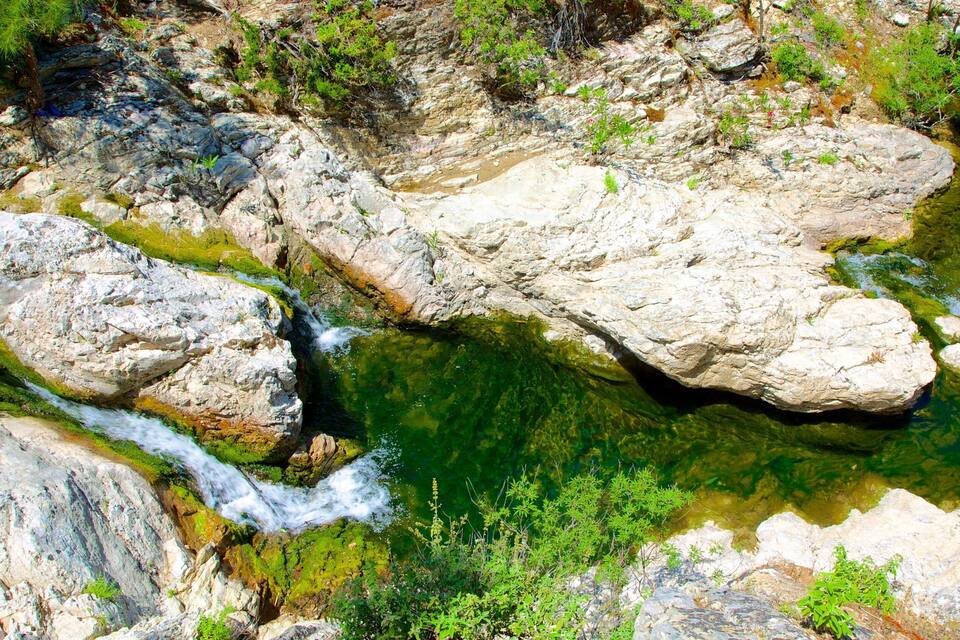 Un arroyo cristalino fluye sobre rocas rodeado de vegetación verde.