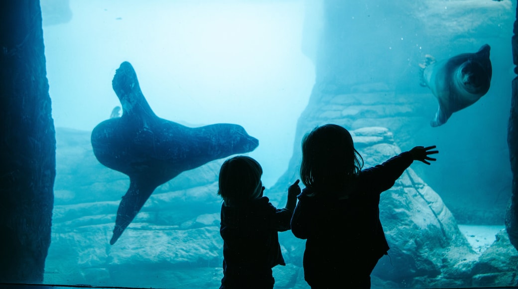 Indianapolis Zoo showing marine life and a waterpark as well as children