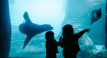 Indianapolis Zoo showing marine life and a waterpark as well as children