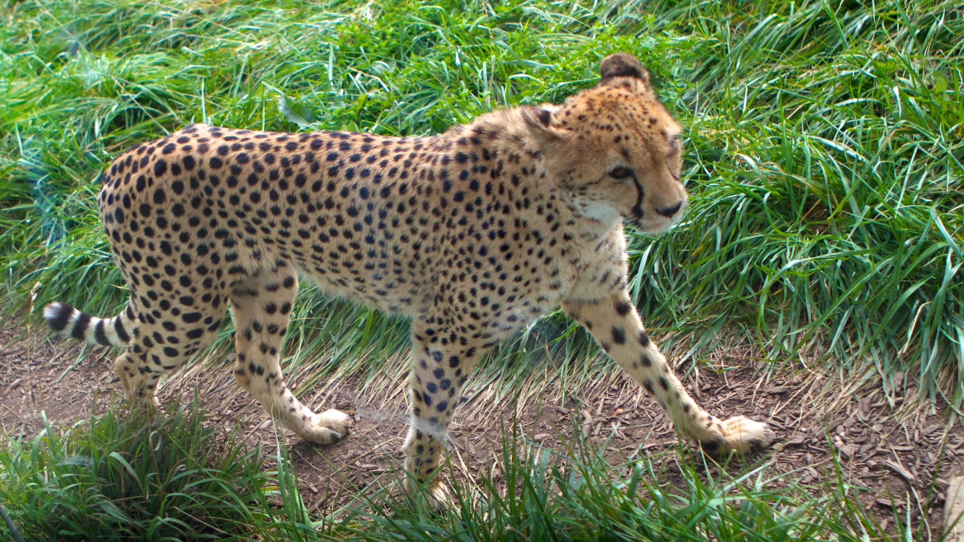 Indianapolis Zoo featuring zoo animals and dangerous animals