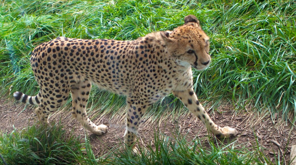 Indianapolis Zoo featuring zoo animals and dangerous animals