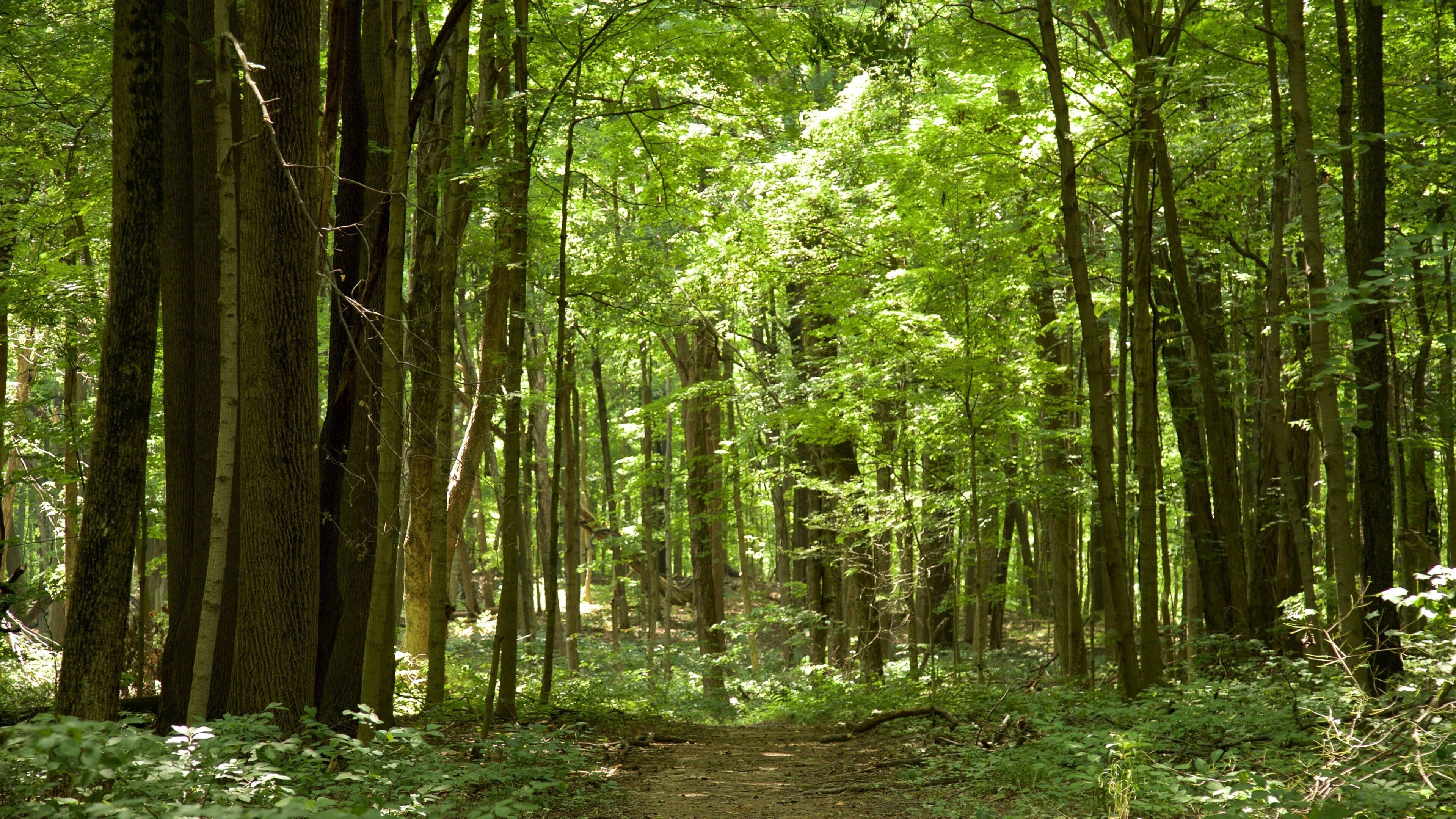 Parc d\'Eagle Creek mettant en vedette scènes forestières