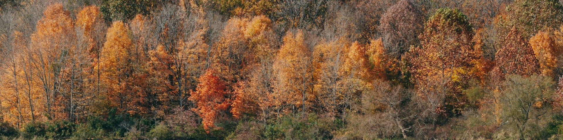 Eagle Creek Park which includes a river or creek, autumn leaves and kayaking or canoeing