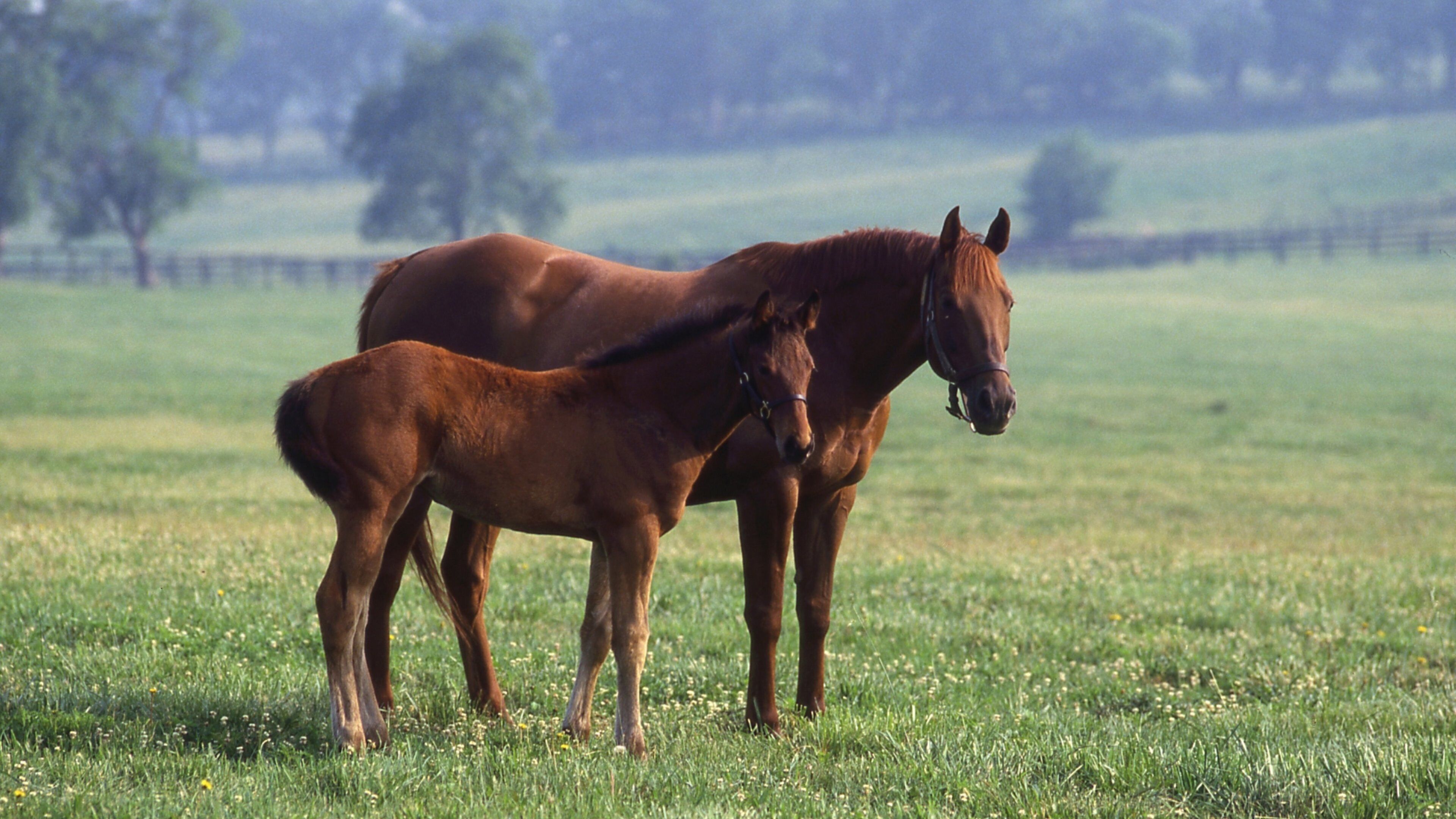 Kentucky Horse Park showing land animals