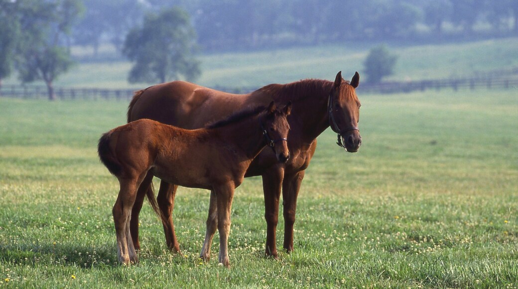 Kentucky Horse Park showing land animals