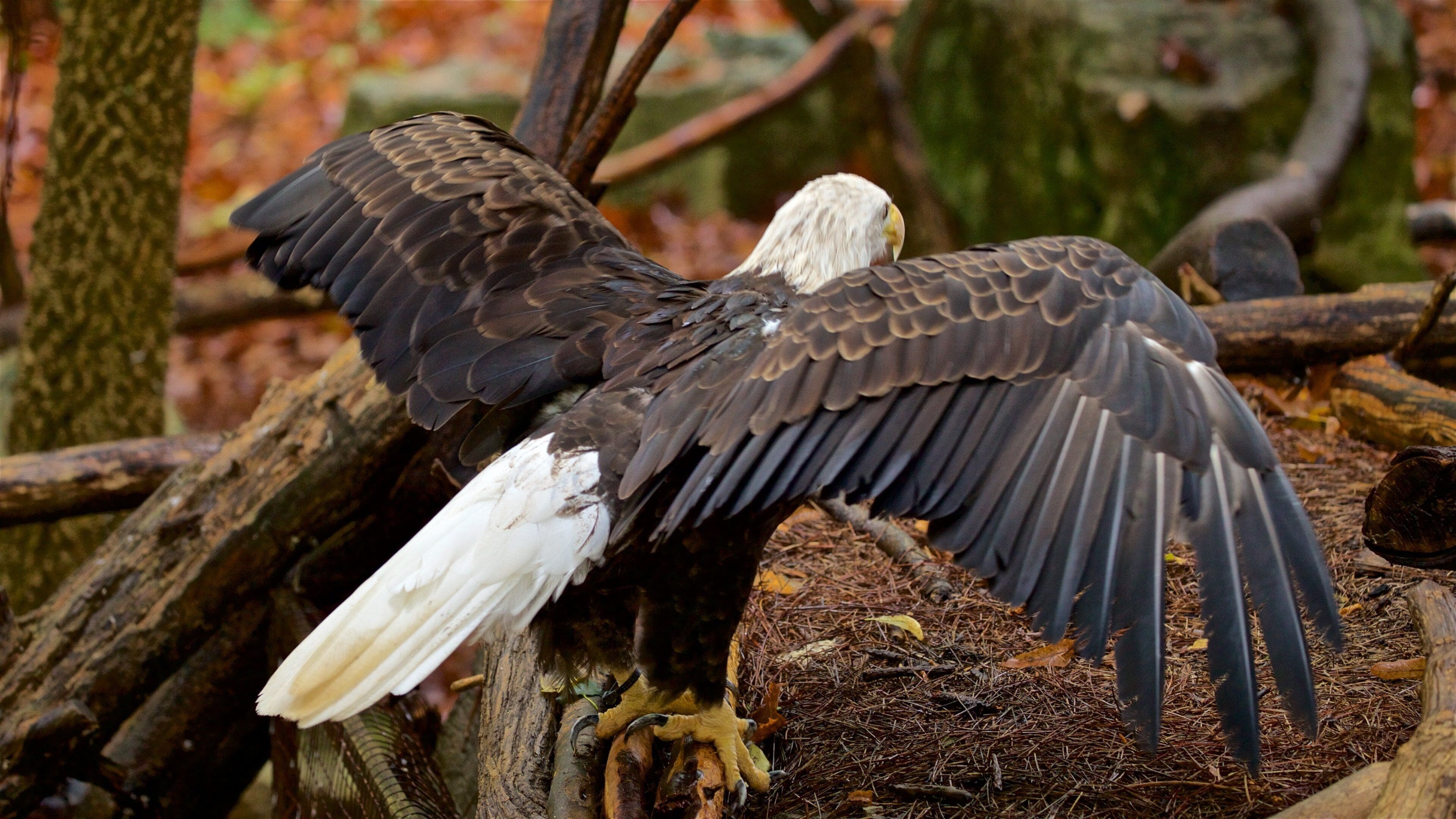 路易斯维尔动物园