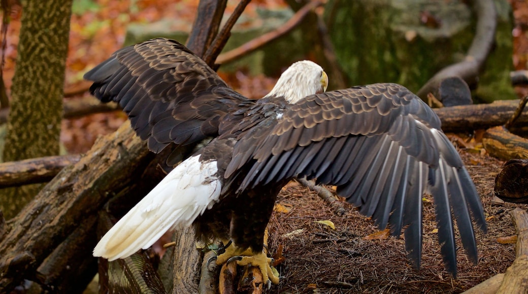 루이빌 동물원 이 포함 동물원의 동물 과 조류