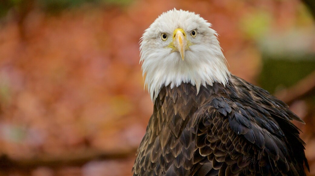 Louisville Zoo featuring bird life and zoo animals
