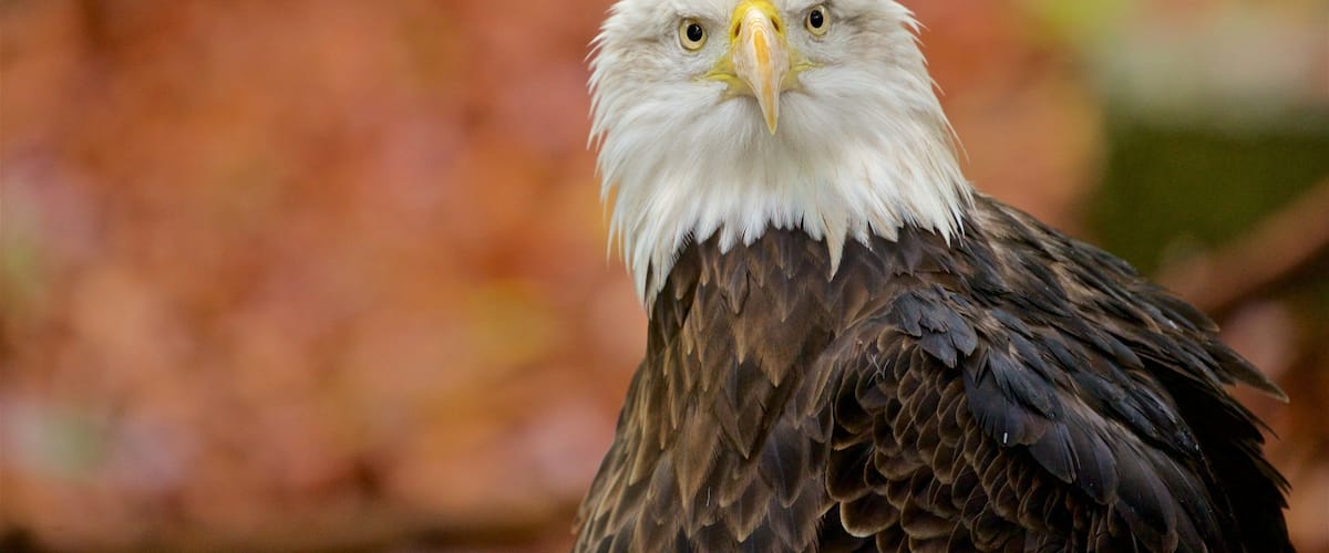 Louisville Zoo featuring bird life and zoo animals