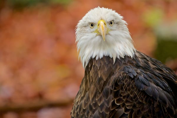Louisville Zoo featuring bird life and zoo animals