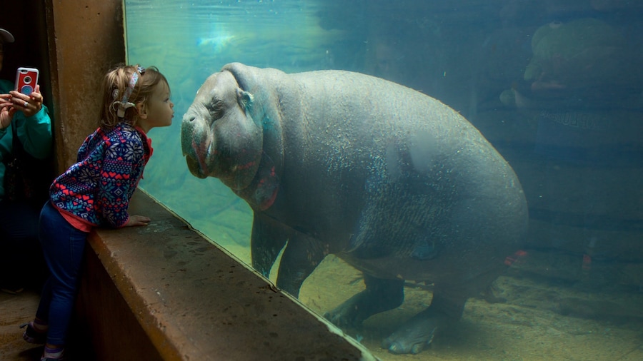 Louisville Zoo ofreciendo vida marina y también una familia