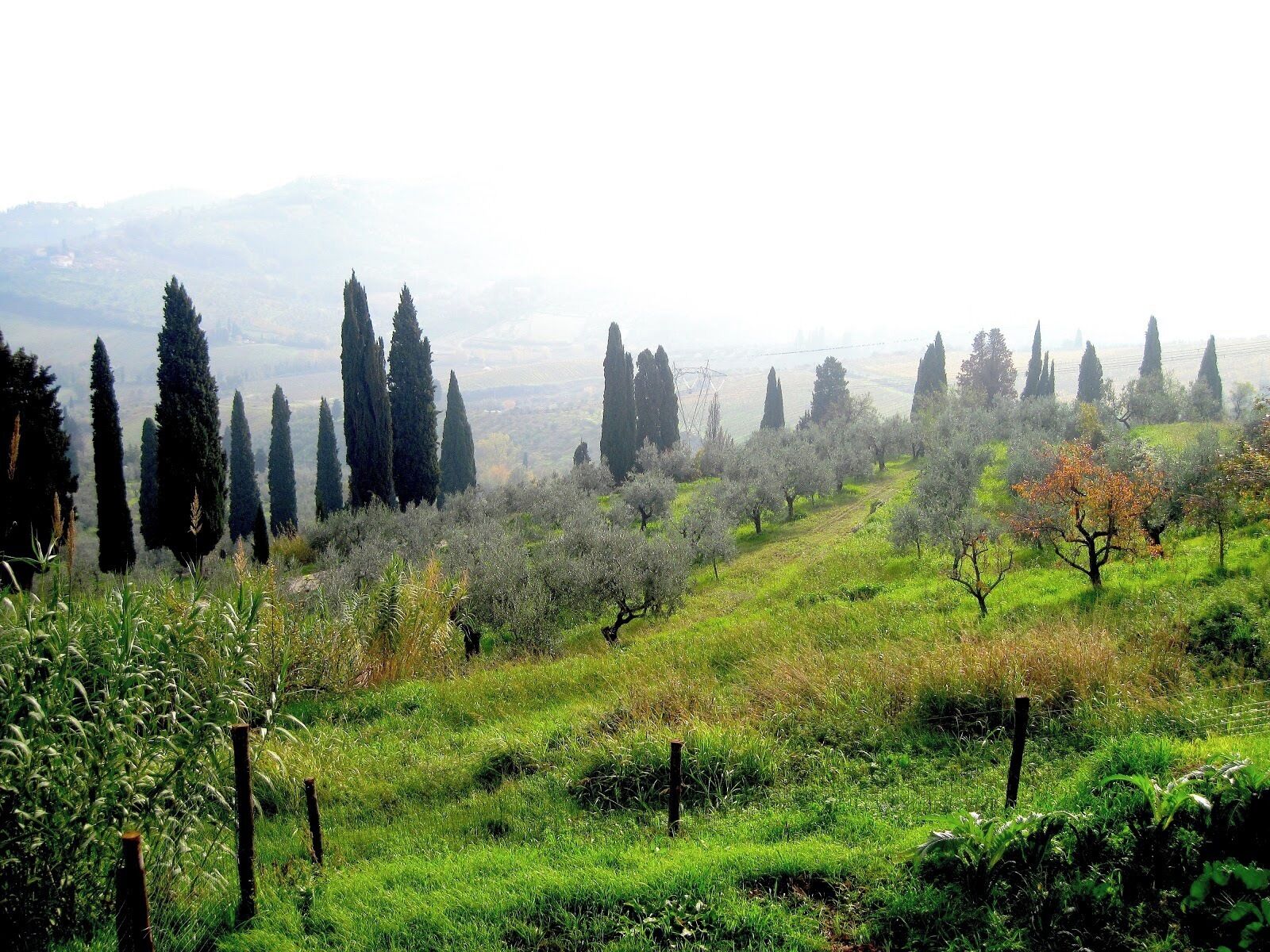 The fog slowly begins to clear on a gorgeous November day in the province of Tuscany, Italy. This view overlooks vineyards and olive groves right outside Tenuta di Capenzzana, a major producer of olive oil and wine in Italy. 