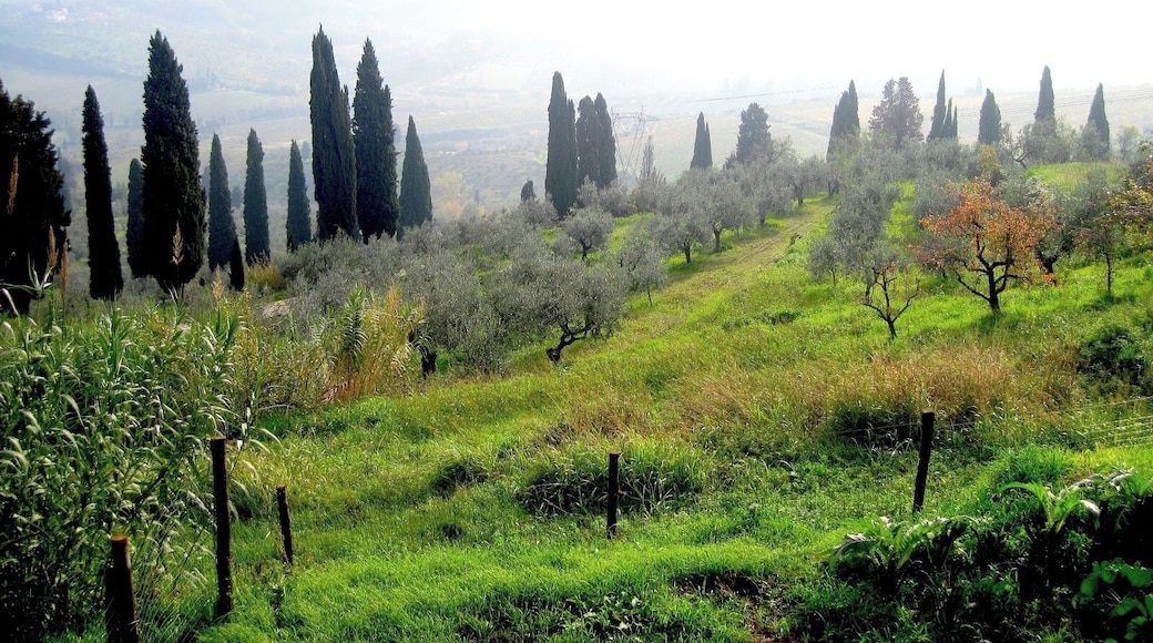 The fog slowly begins to clear on a gorgeous November day in the province of Tuscany, Italy. This view overlooks vineyards and olive groves right outside Tenuta di Capenzzana, a major producer of olive oil and wine in Italy.