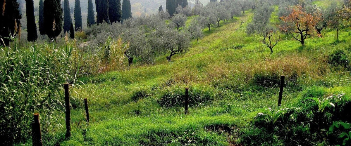 The fog slowly begins to clear on a gorgeous November day in the province of Tuscany, Italy. This view overlooks vineyards and olive groves right outside Tenuta di Capenzzana, a major producer of olive oil and wine in Italy.