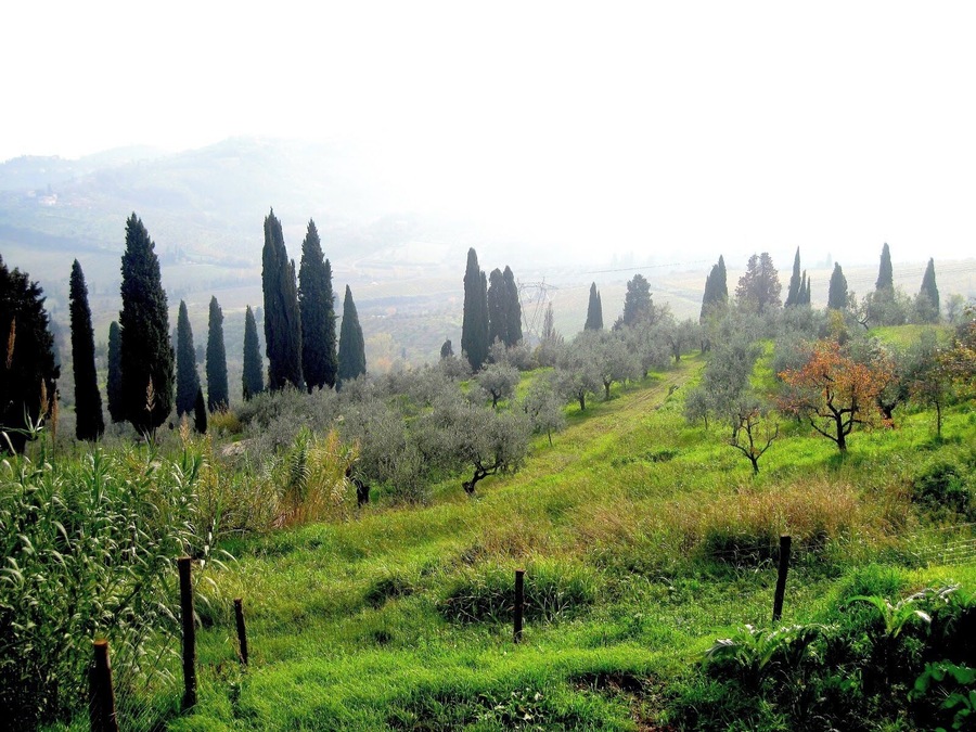 The fog slowly begins to clear on a gorgeous November day in the province of Tuscany, Italy. This view overlooks vineyards and olive groves right outside Tenuta di Capenzzana, a major producer of olive oil and wine in Italy.