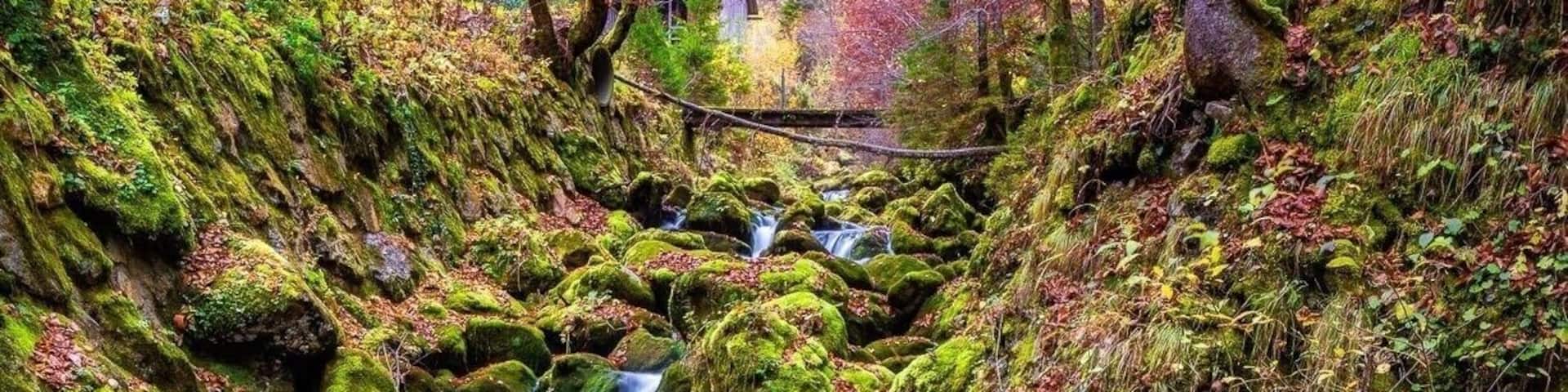 Autumn Stream II Jamnik - Slovenia
秋天红枫林中的小木屋與小溪