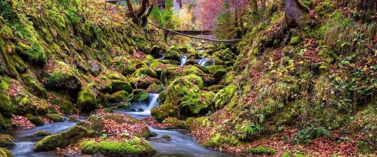 A stream flowing over moss-covered rocks with autumn leaves, surrounded by trees and a distant house.