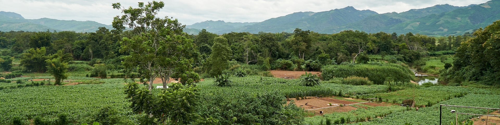 Exterior View of Corn Farm in Houn District, Oudomxay Province, Laos. Green Farm and Peaceful Place in Asia.