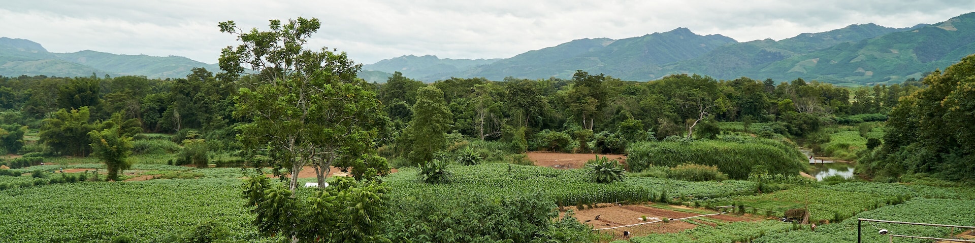 Exterior View of Corn Farm in Houn District, Oudomxay Province, Laos. Green Farm and Peaceful Place in Asia.
