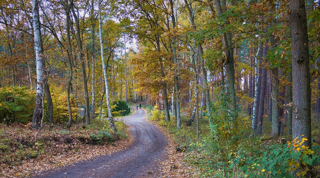 أوستسيباد بابي