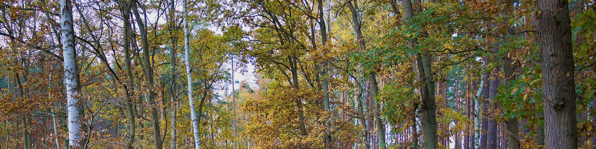 Wanderweg, Weg, Wandern, Ostseebad Baabe auf der Insel Rügen, Ostsee, Mecklenburg Vorpommern, Deutschland