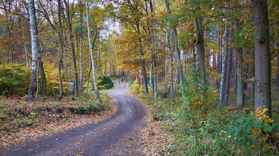 Wanderweg, Weg, Wandern, Ostseebad Baabe auf der Insel Rügen, Ostsee, Mecklenburg Vorpommern, Deutschland