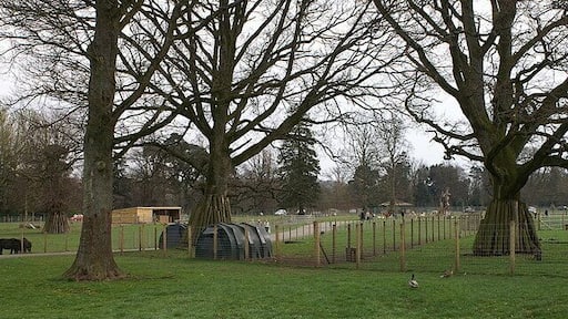 Petting zoo, Blairdrummond Safari Park Early in the season, only the Shetland ponies came close enough to the fences to be petted.