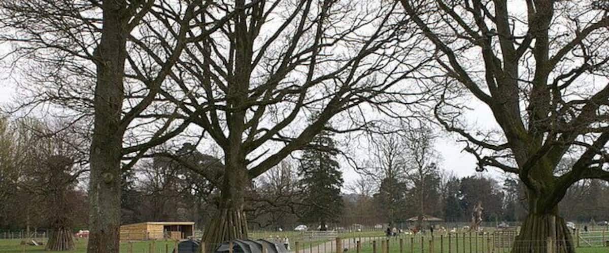 A rural landscape with large trees, a fenced area, and a small building.