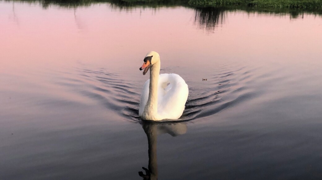 Stately swan @sunset
